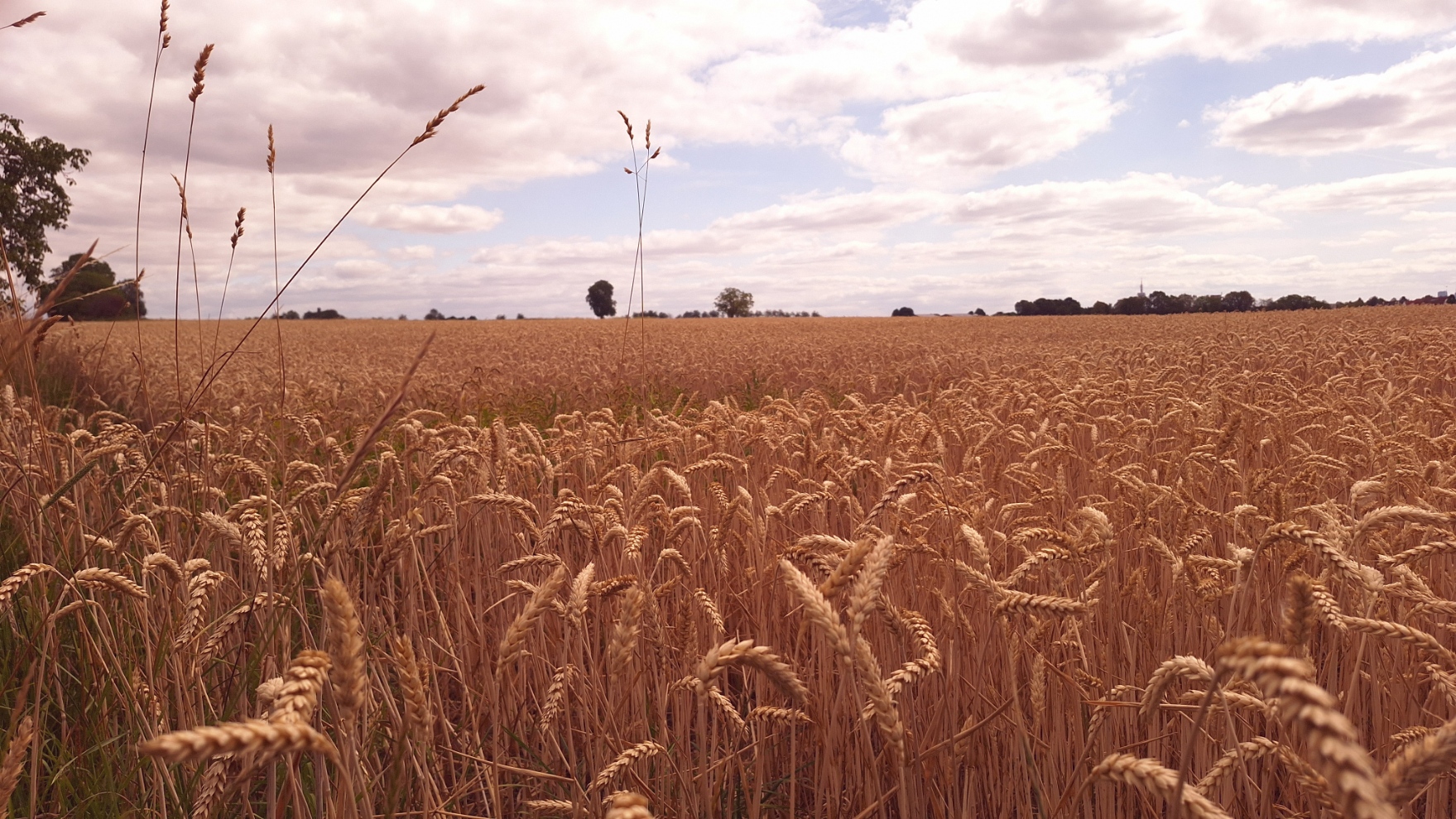Wheat Field in Eschborn